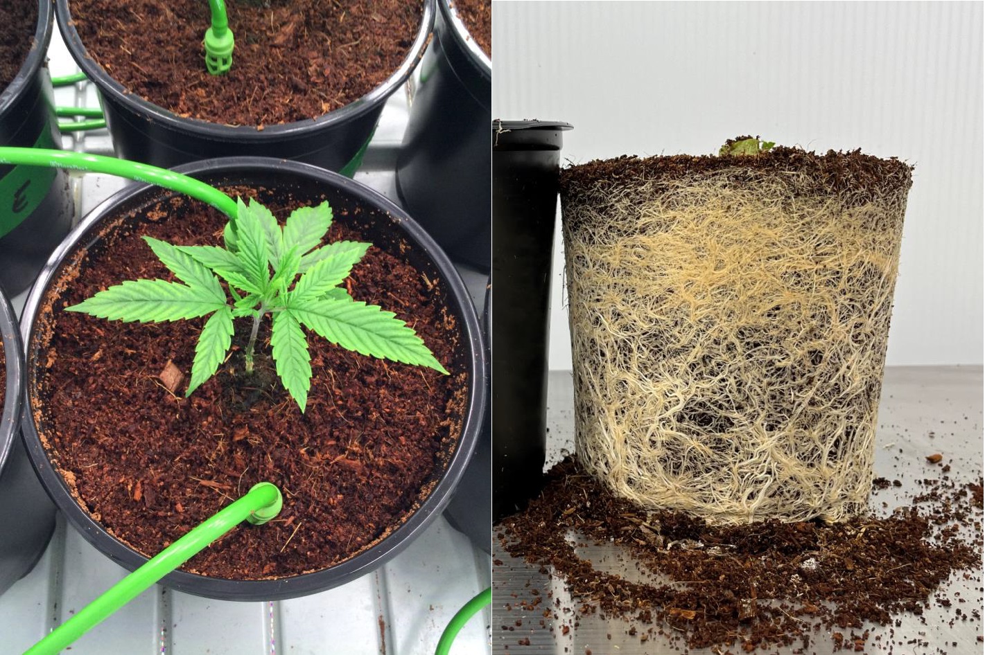 Cannabis growing in PRO-MIX CCX, on the left, and its root system on the right