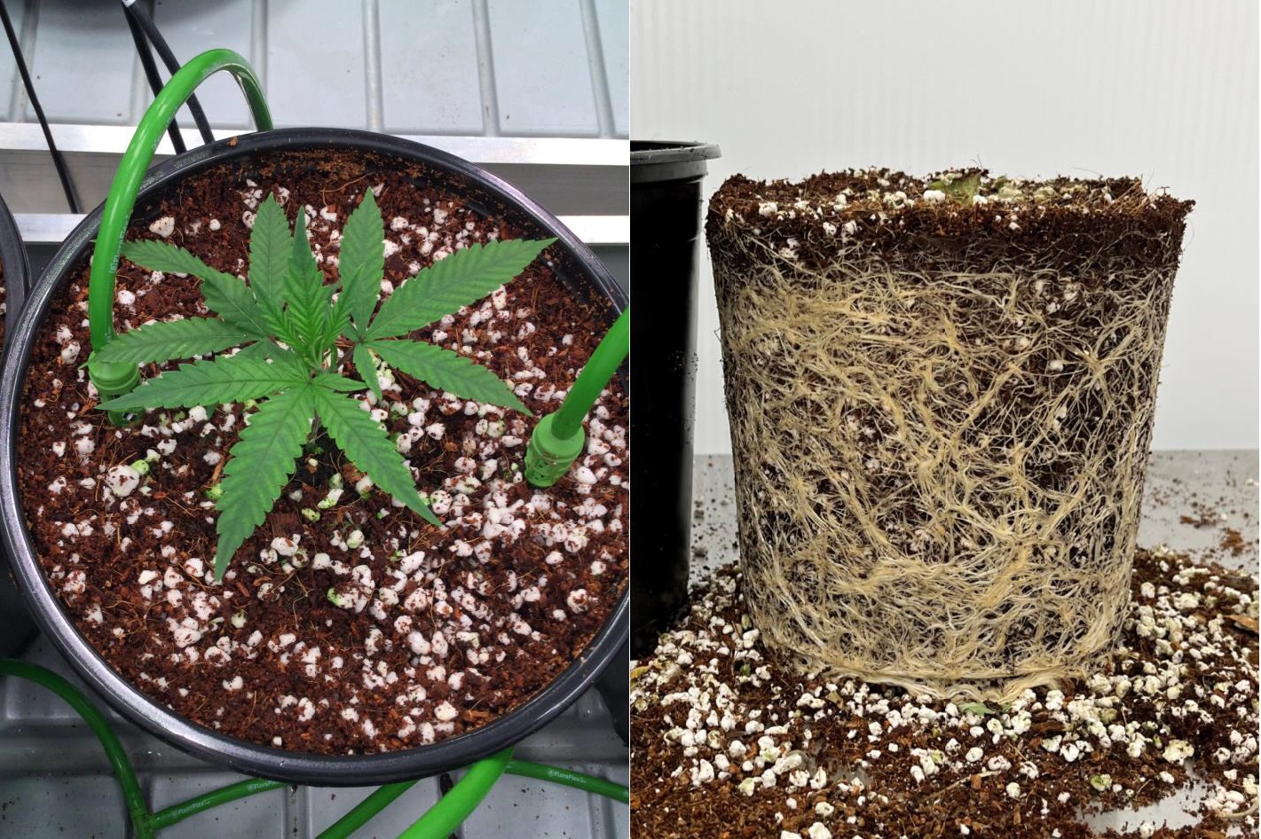 Cannabis growing in PRO-MIX CPX and its root system