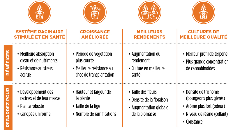 Avantages des mycorhizes