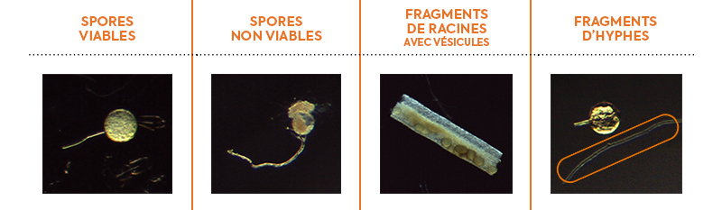 Comparaison microscope