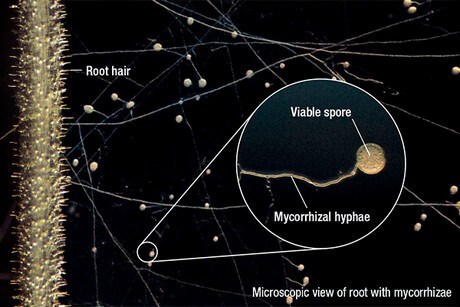 Microscopic view of root with mycorrhizae