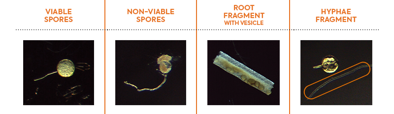 Microscope comparaison 