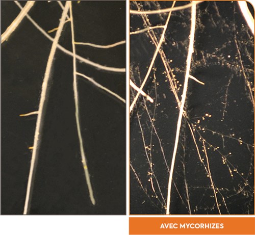 Racines avec mycorrhizes