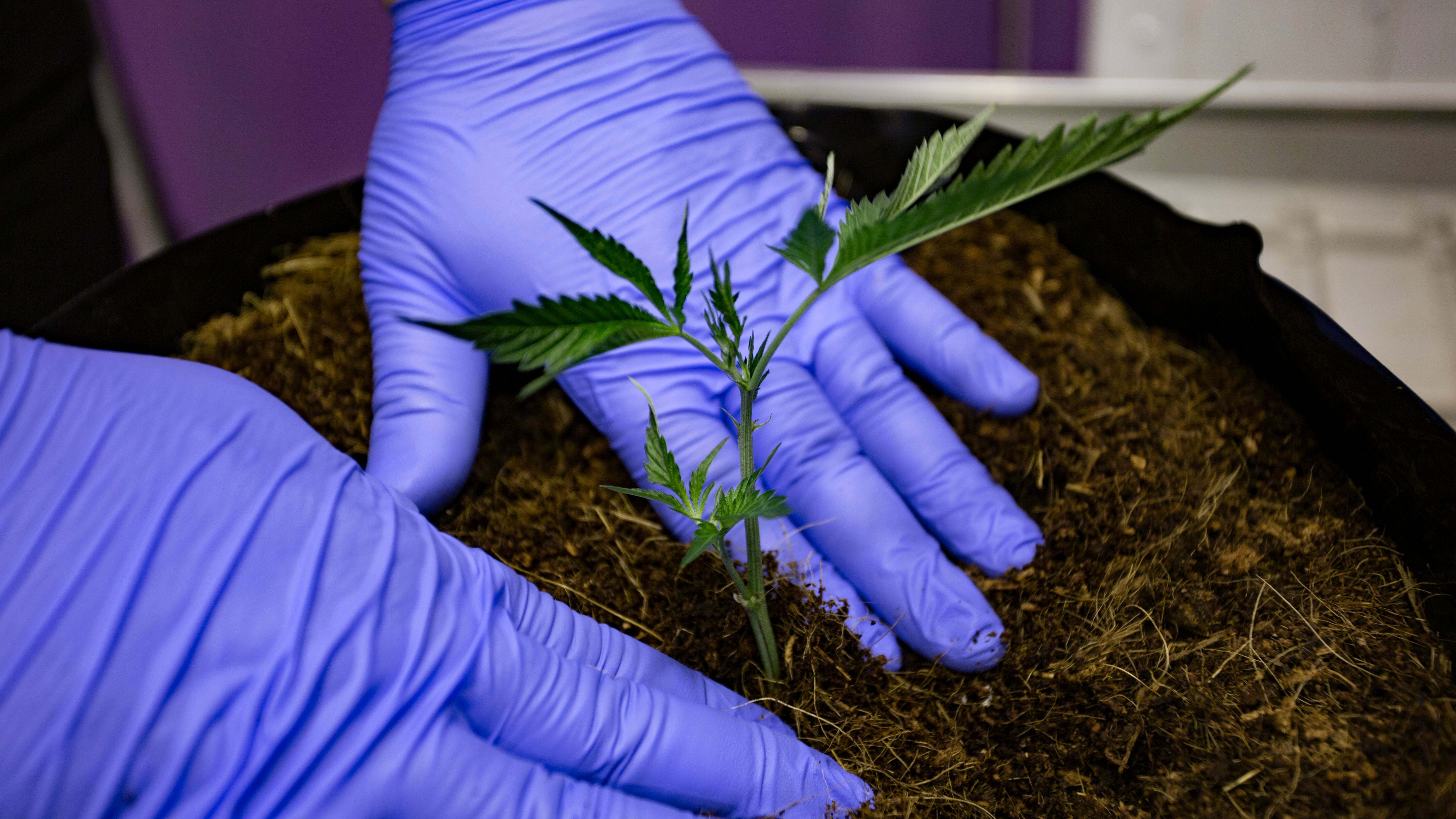 Mycorrhizae: Fulfill the Genetic Potential of Your Cannabis Plants