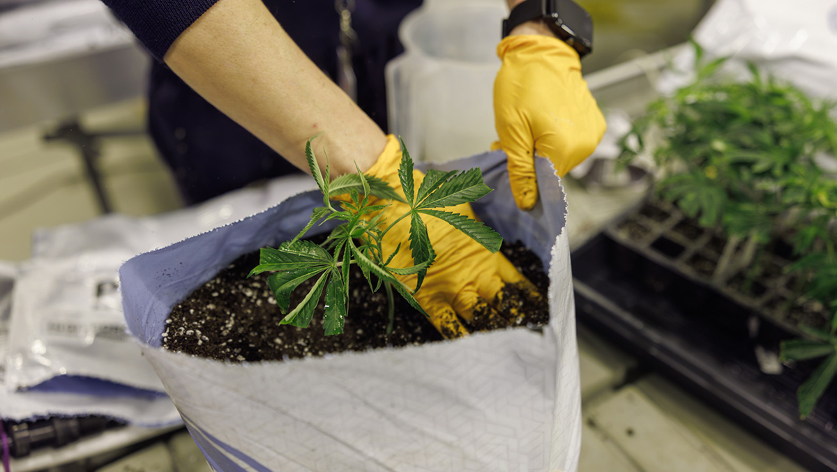 Growing Media Compaction in Cannabis: Causes, Risks and Prevention 