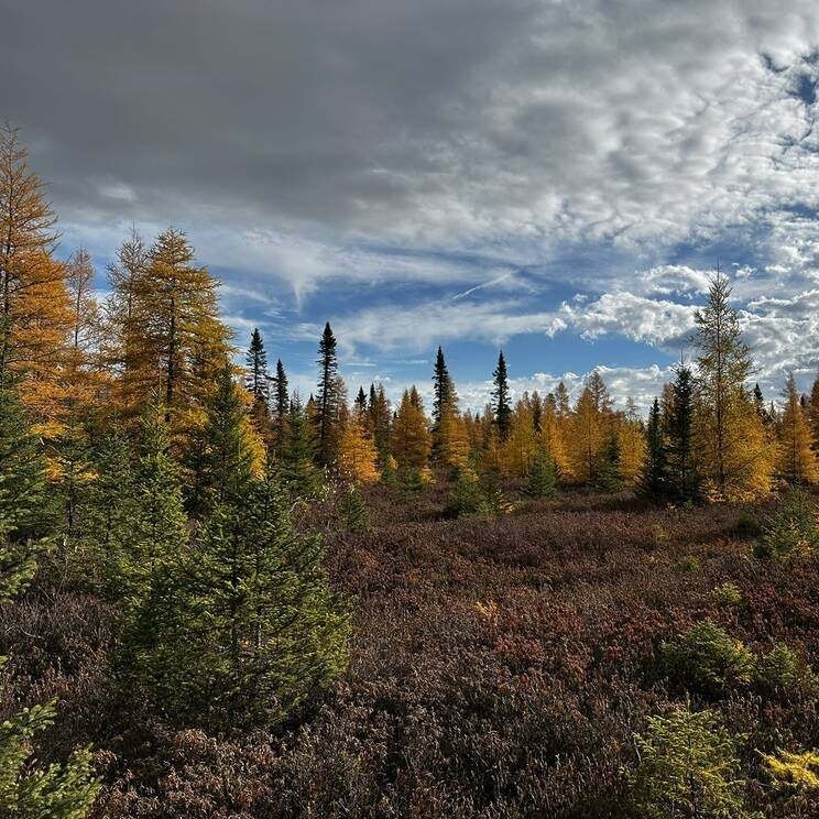 Peat bog