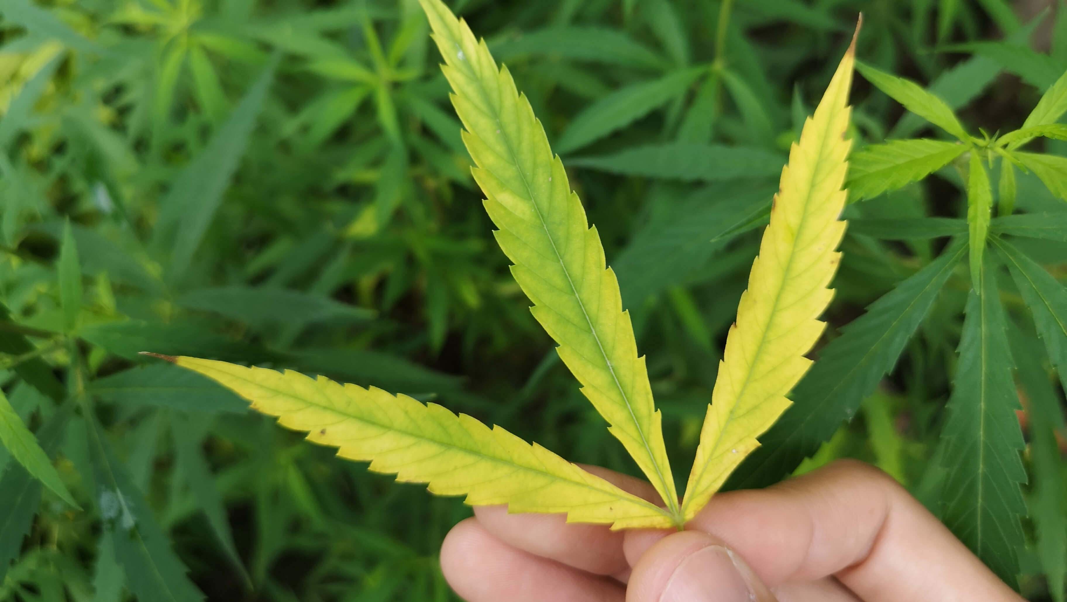 Magnesium in Cannabis Cultivation: Deficiency, Functions, and Fixes