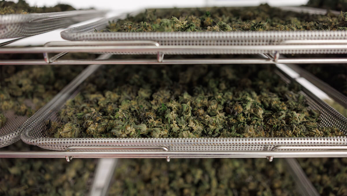 How to Cure Cannabis: The Step-by-Step Guide to Preserving Terpenes & Potency
