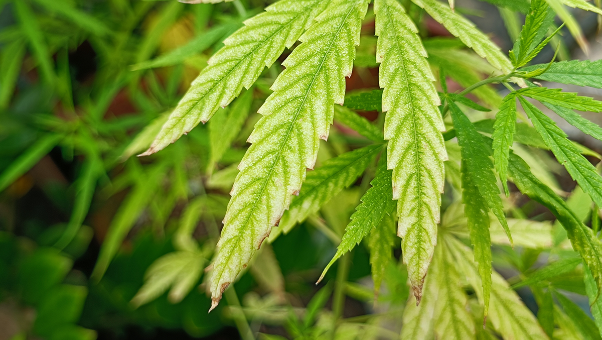 Deficiencia de potasio en el cannabis: síntomas, causas y manejo