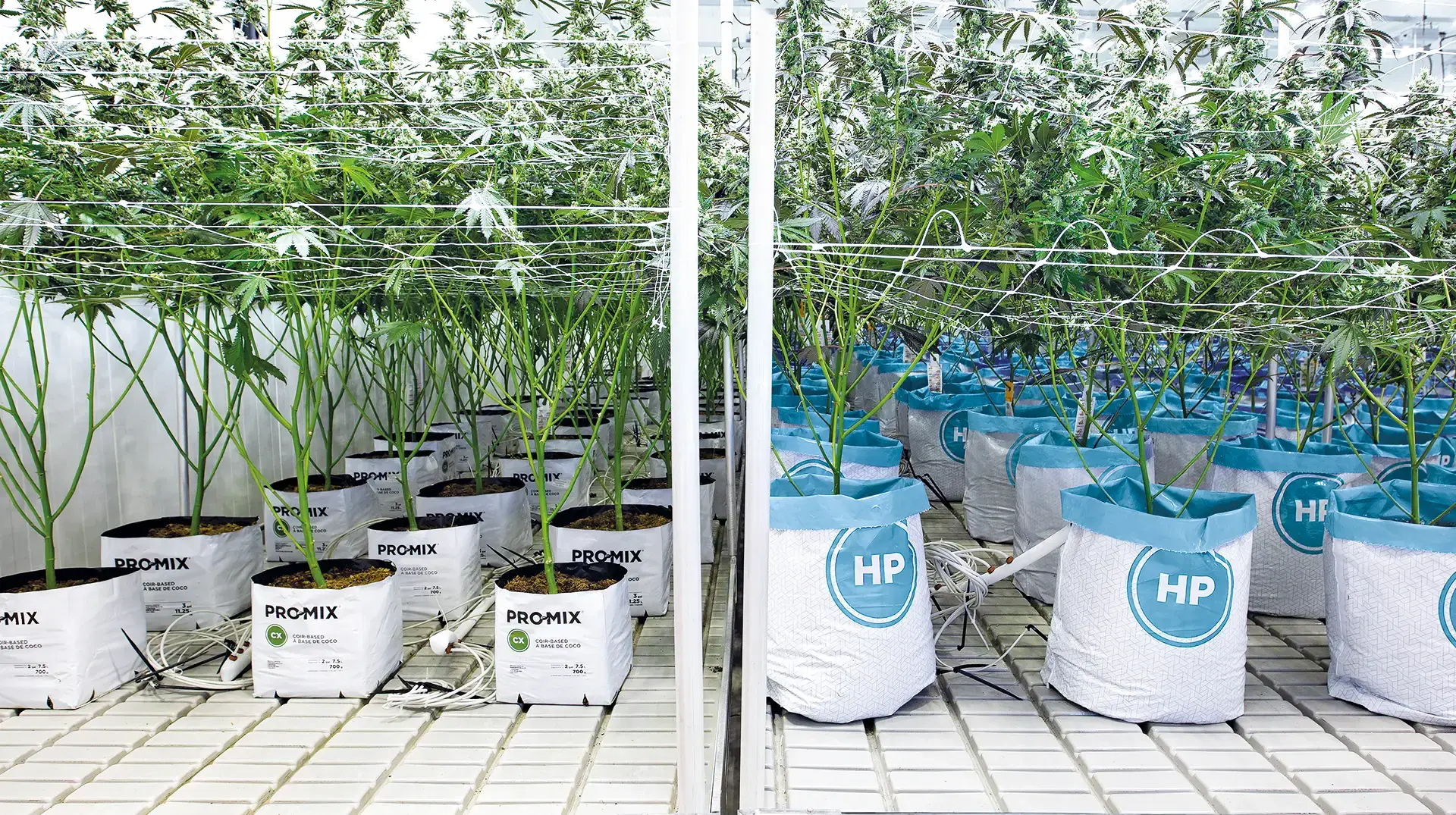 PRO-MIX CX and PRO-MIX HP ready-to-use grow bags