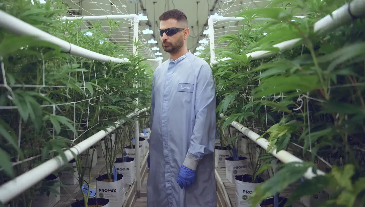 Cookies Maywood in a cultivation facility using PRO-MIX CX 