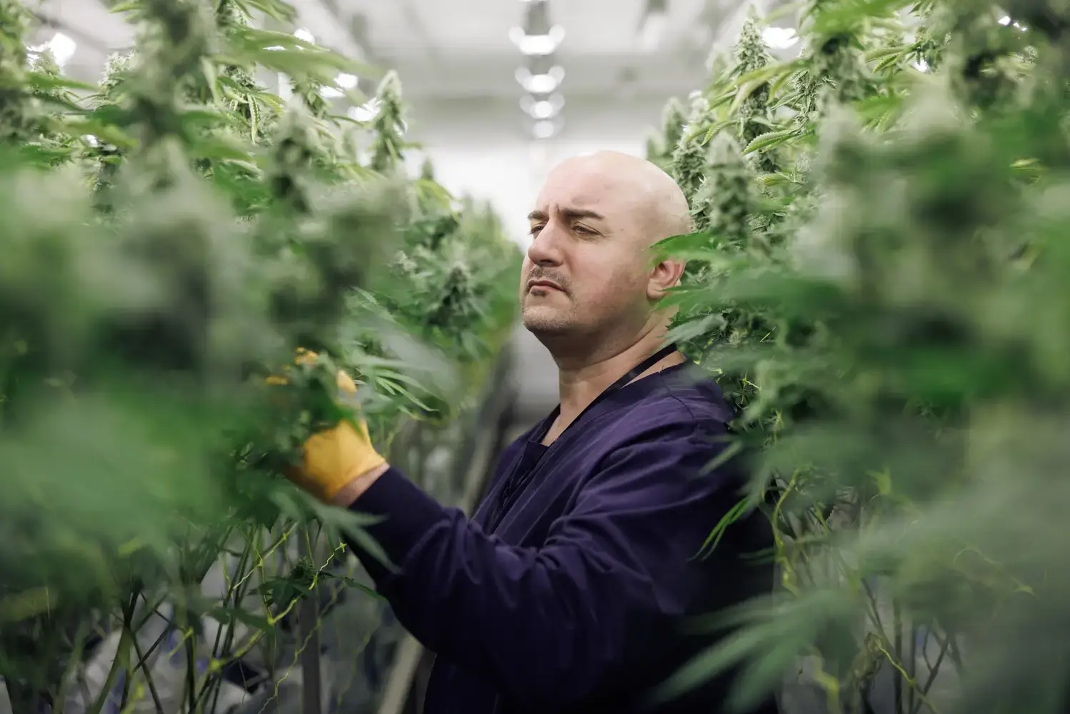 Purple Farm CEO growing cannabis with open top grow bag