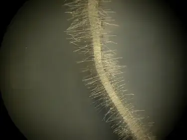 Bacillus biofilm and root hair