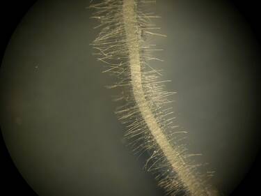 Bacillus biofilm and root hair