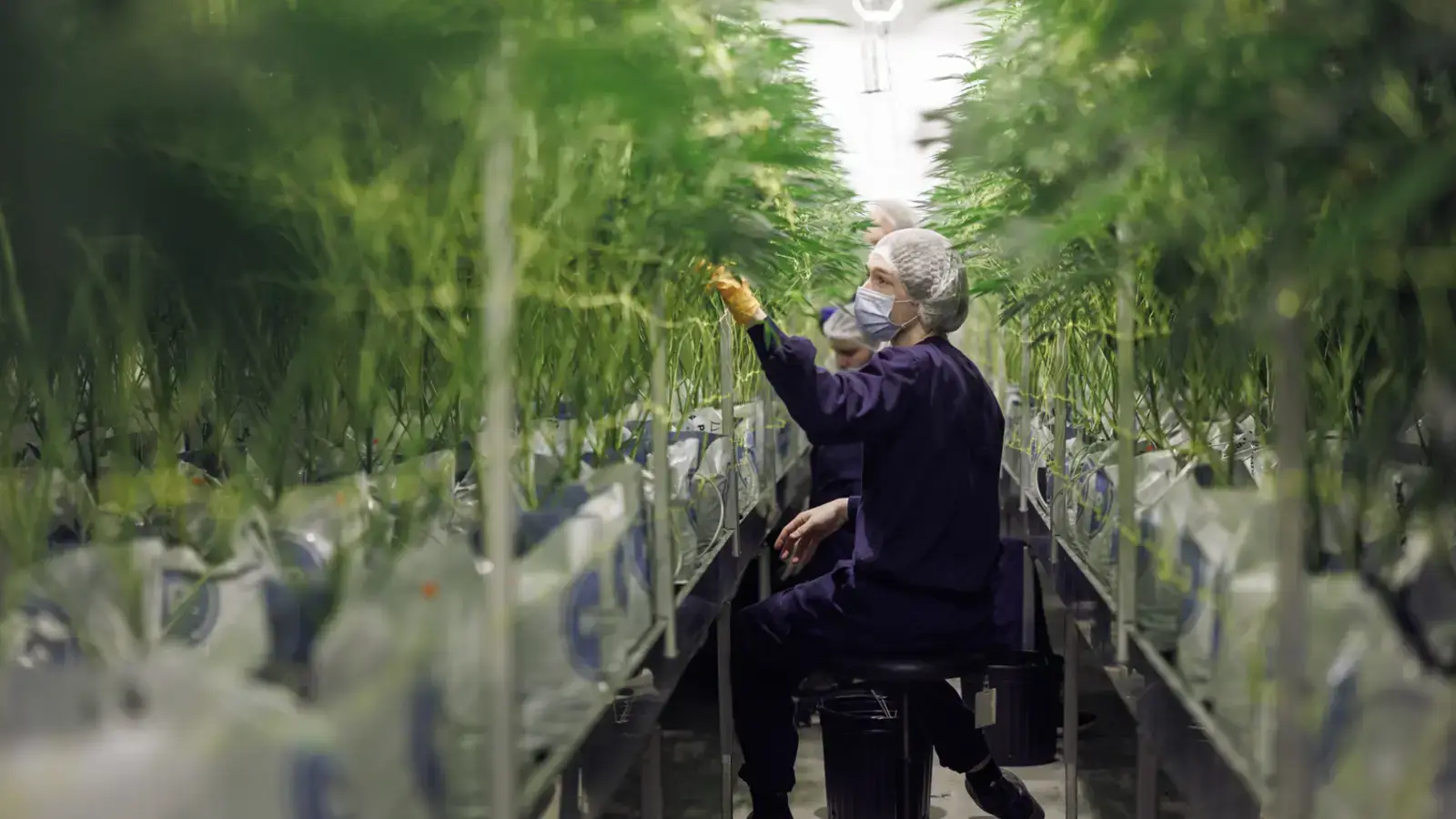 Purple farm genetics