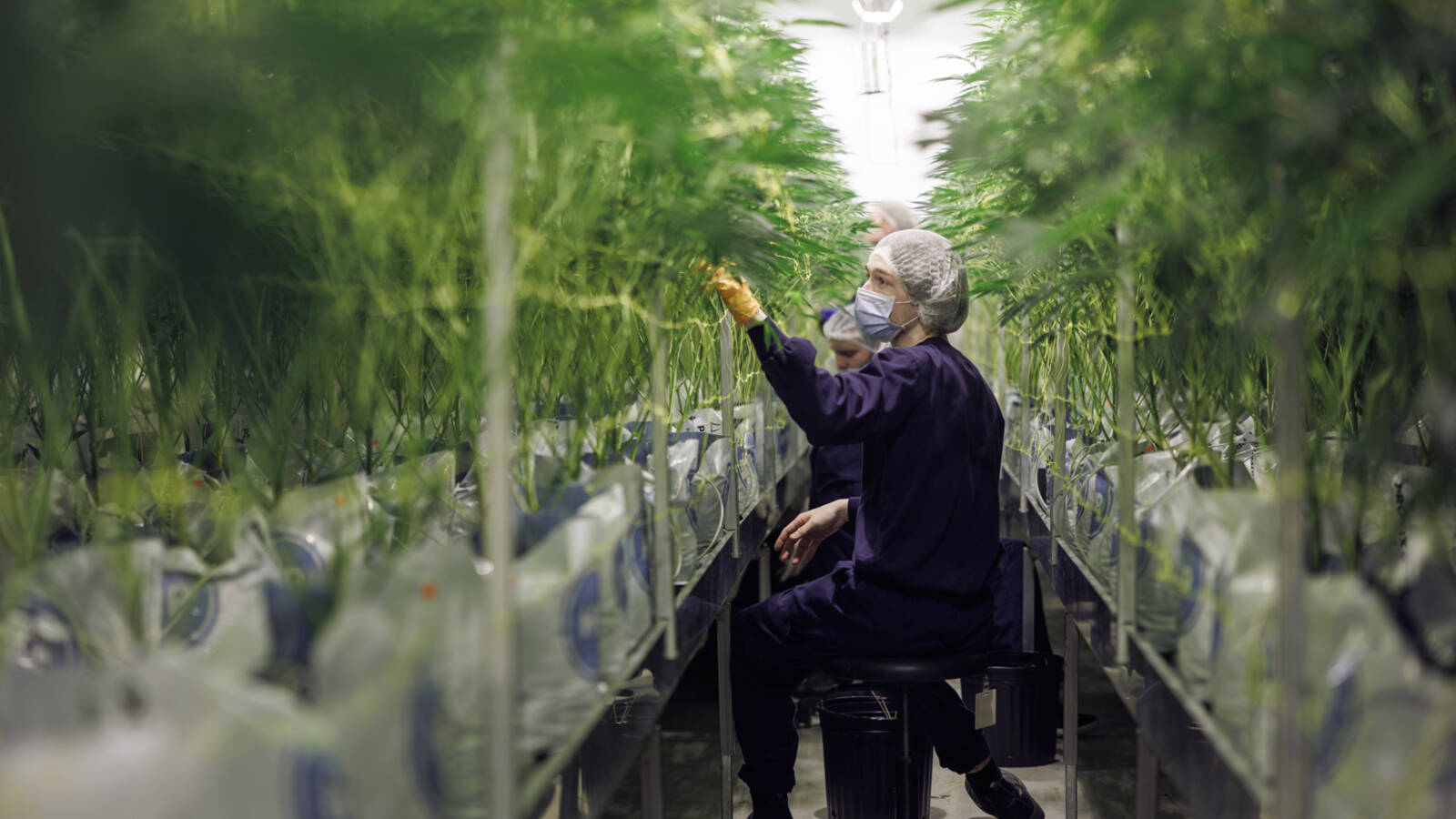 Purple farm genetics