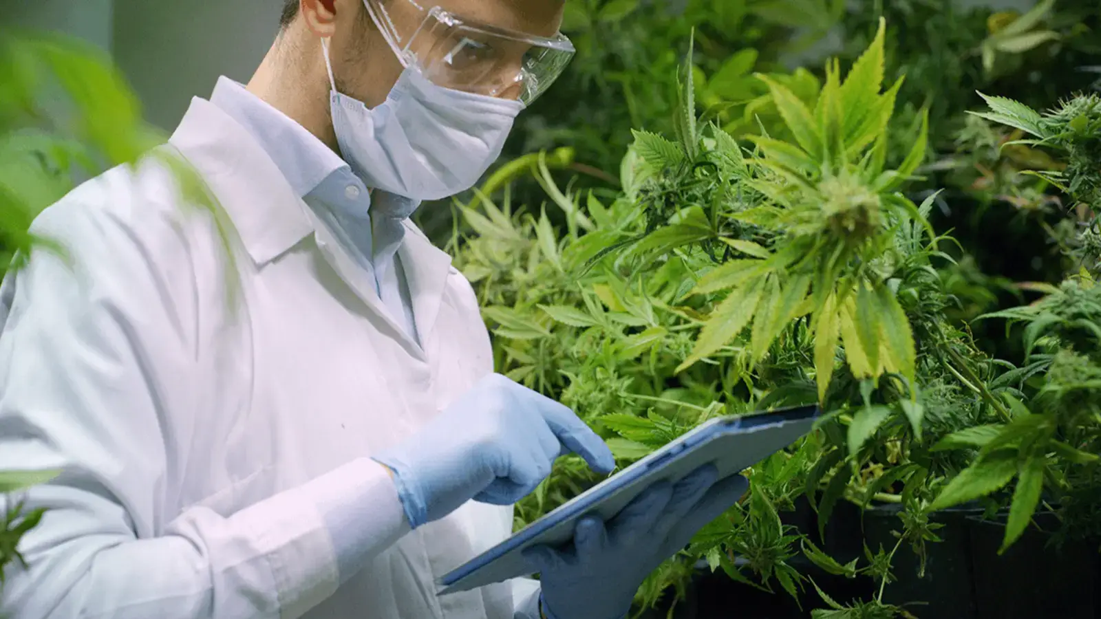 Calcium in cannabis
