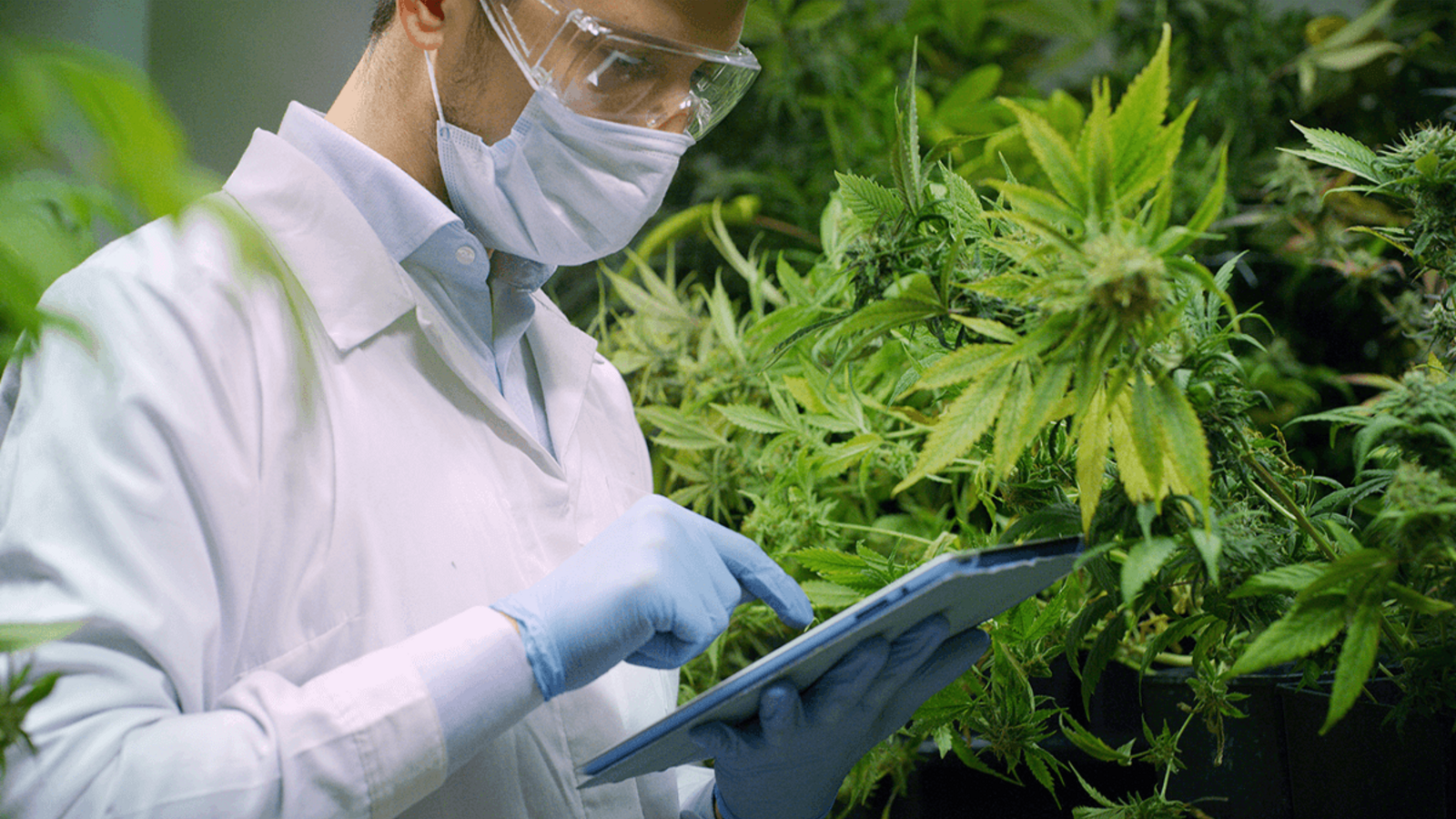 Calcium in cannabis