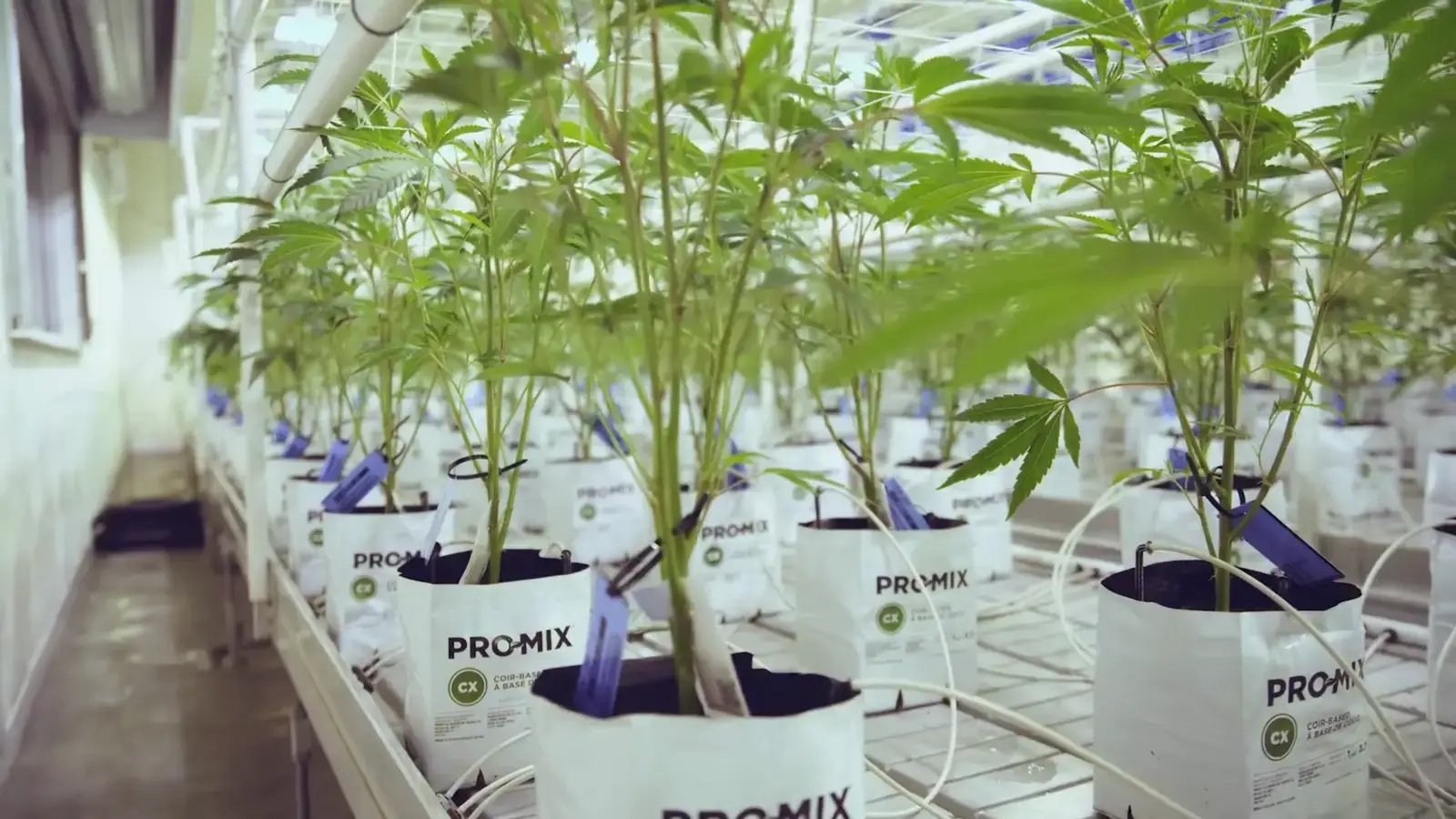 Grow room with PRO-MIX CX