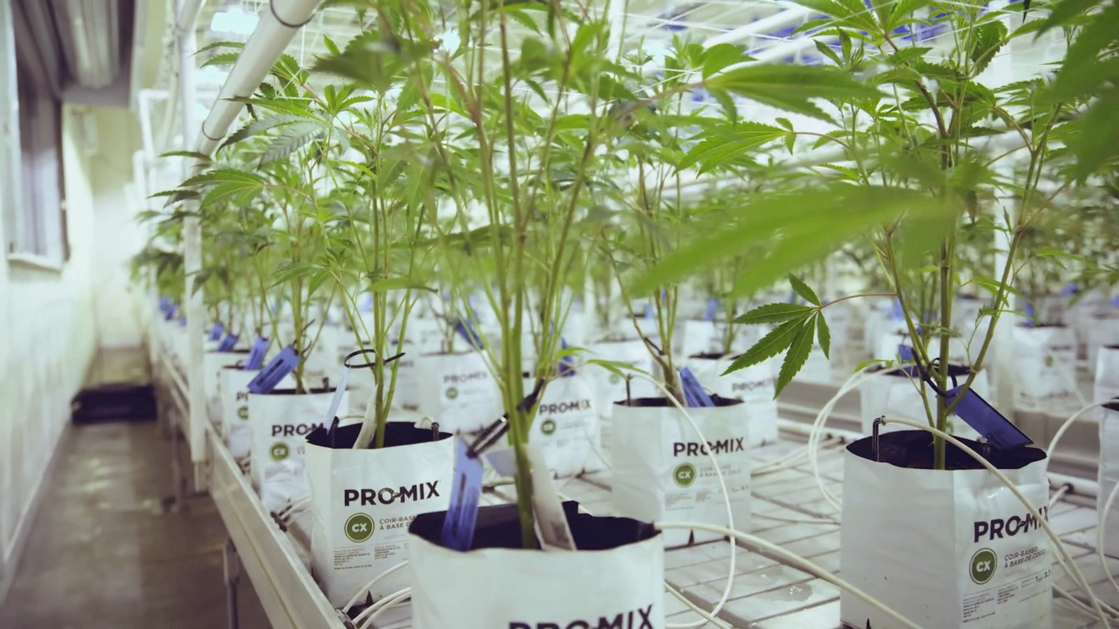 Grow room with PRO-MIX CX