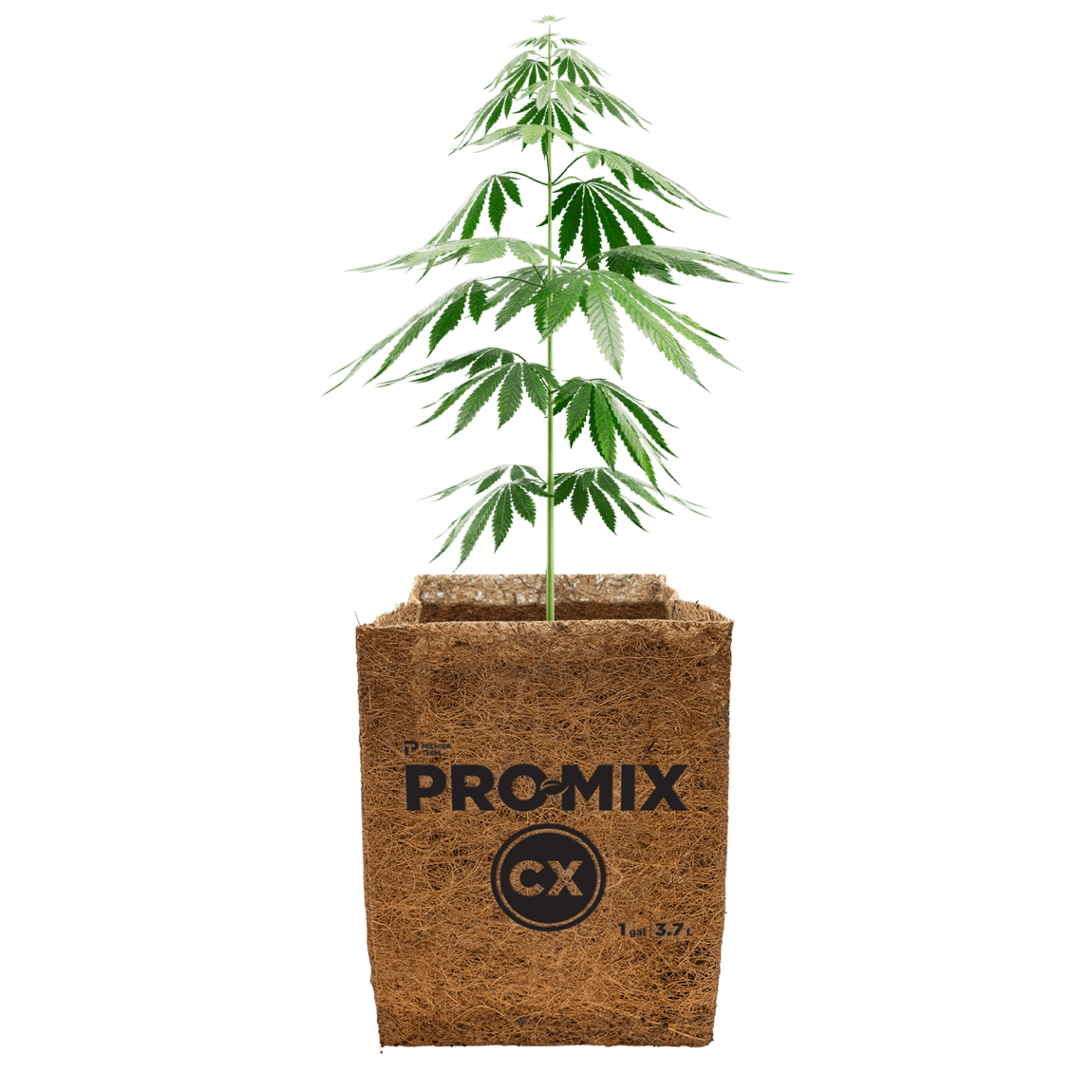 PRO-MIX CX plant based with a cannabis plant