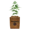 PRO-MIX CX plant based with a cannabis plant