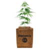 PRO-MIX CX plant based with a cannabis plant