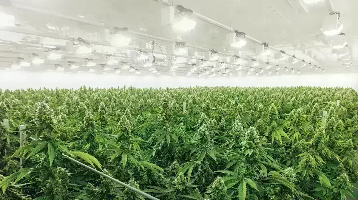 Canopy from a canabis cultivation facility