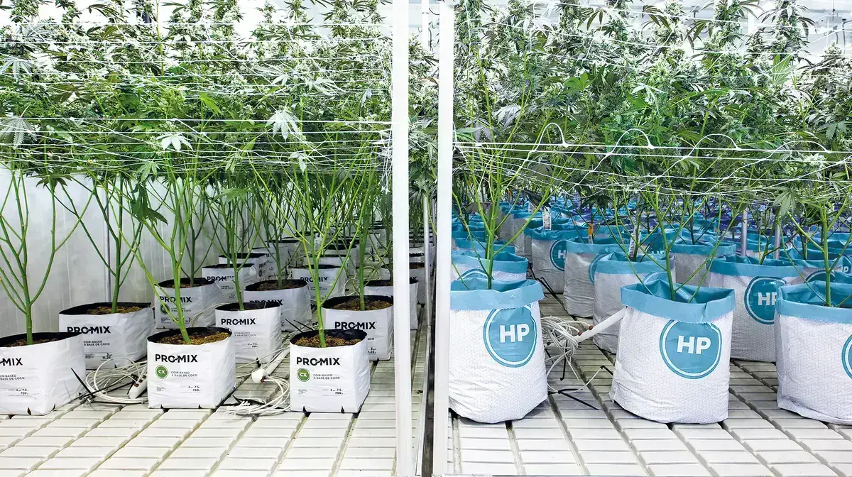 PRO-MIX CX and PRO-MIX HP ready-to-use grow bags