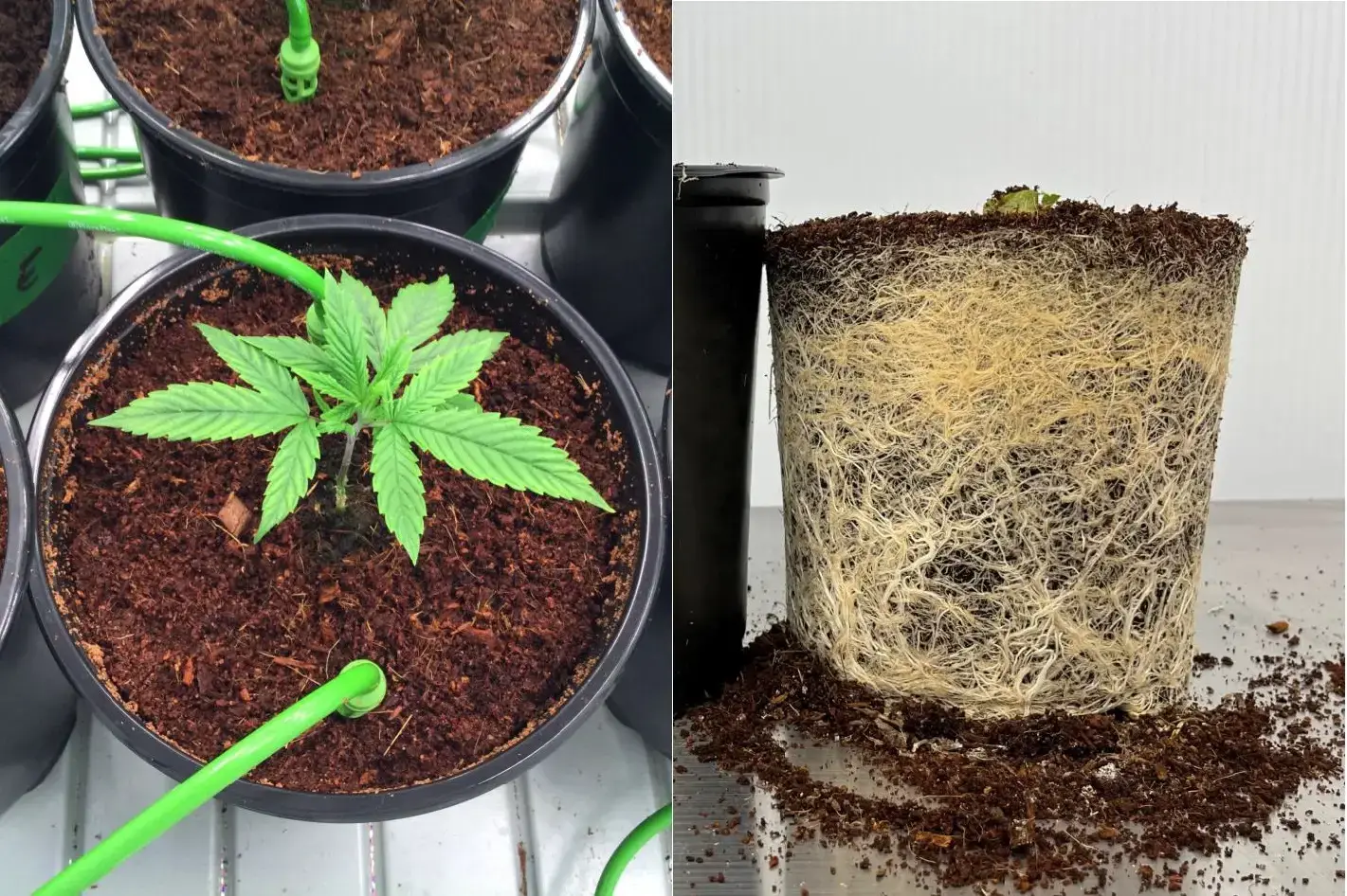Cannabis growing in PRO-MIX CCX, on the left, and its root system on the right