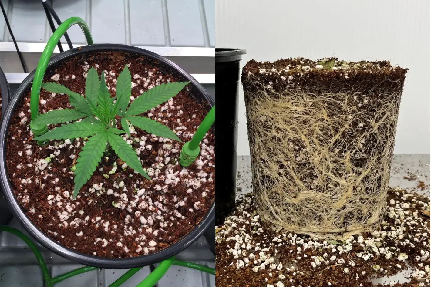 Cannabis growing in PRO-MIX CPX and its root system
