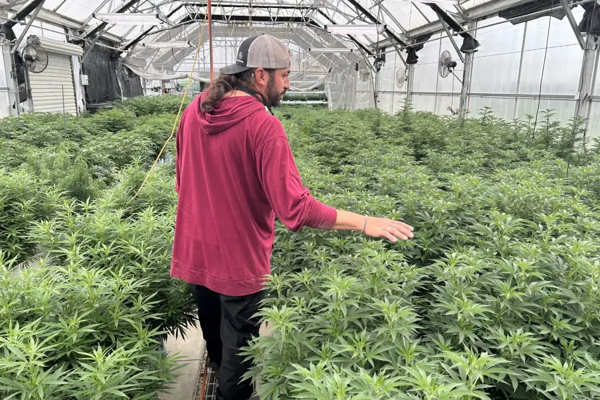 Boone Farms - Jordan Webster