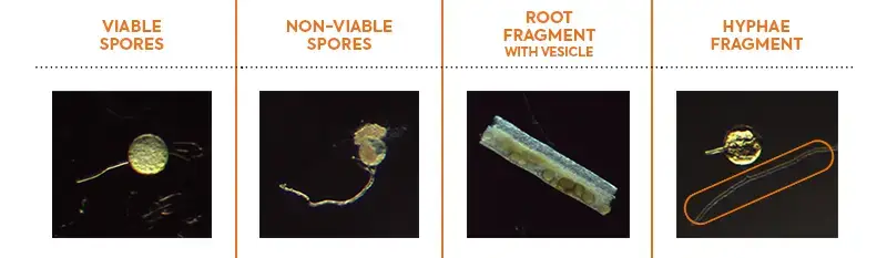Microscope comparaison 