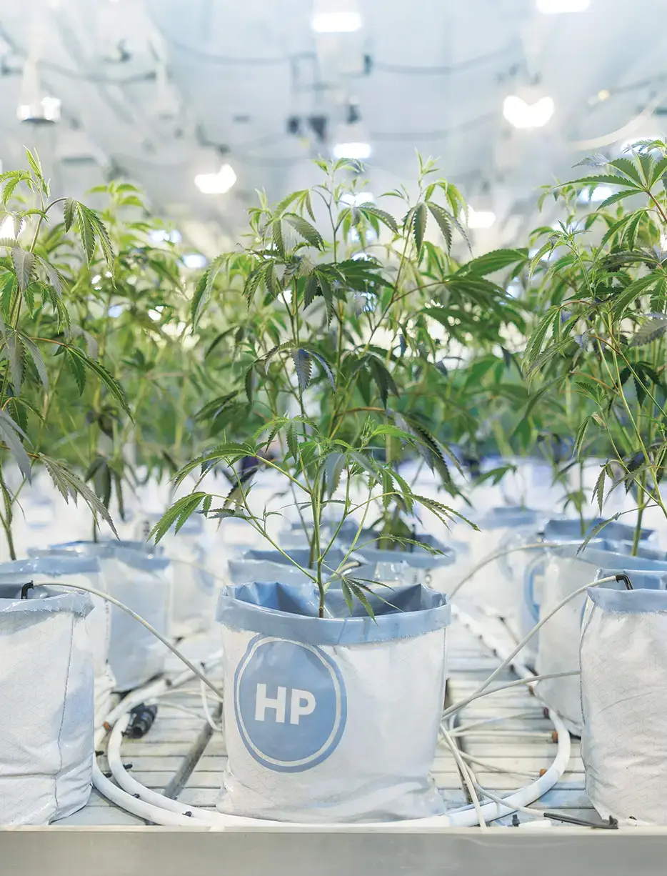 Facility with PRO-MIX HP open top grow bags